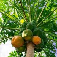 Green Orange Papaya Seeds Heirloom Non-GMO High Germination Organic Garden Seeds for Planting
