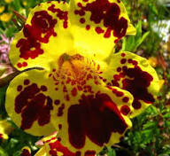 Yellow Red Mimulus Tigrinus Flower Seeds – Heirloom, Non-GMO, High Germination Organic Seeds