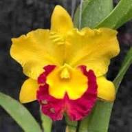 Yellow Purple Cattleya Orchid Flower Seeds – Heirloom Non-GMO High Germination Organic Garden Seeds