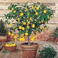Key Lime (Citrus aurantifolia) Fruit Seeds for Planting – Heirloom, High Germination, Non-GMO Organic Garden Seeds