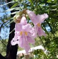 Pink Willow Flower Seeds – Heirloom Non-GMO High Germination Organic Garden