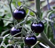 Tomatenanbau Purpursamen – Alte Sorte, gentechnikfrei, hohe Keimrate, Bio-Gartensamen