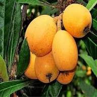 Loquat Seeds Orange Heirloom Non-GMO High Germination Organic Garden Seeds for Planting