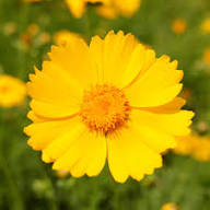 Yellow Cortusifolius Flower Seeds – Heirloom, Non-GMO, High Germination Organic Garden Seeds