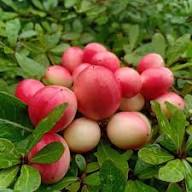 Chrysobalanus Icaco Seeds Pink Heirloom Non-GMO High Germination Organic Garden Seeds for Planting
