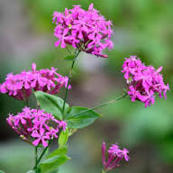 Pink Lychnis Chalcedonica Flower Seeds for Planting | Heirloom Non-GMO High Germination Organic Garden Seeds