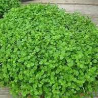 Green Corsican Mint Plant Seeds Heirloom Non-GMO High Germination Organic Garden Seeds for Planting