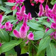 Pink Celosia Flower Seeds Heirloom Non-GMO High Germination Organic Garden Seeds for Planting
