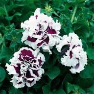 Violet White Double Petunia Flower Seeds Heirloom Non-GMO High Germination Organic Garden Seeds for Planting