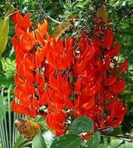 Strongylodon Macrobotrys Flower Seeds for Planting – Heirloom, Non-GMO, High Germination Organic Garden Seeds
