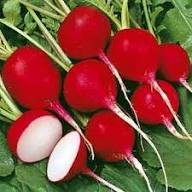 Rote Navette-Samen – Alte Sorte, gentechnikfrei, hohe Keimfähigkeit, Bio-Gartensamen