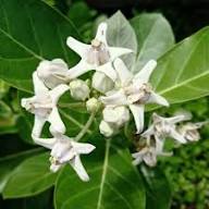 Weiße Calotropis-Blumensamen – Alte Sorte, gentechnikfrei, keimstark, Bio-Gartensamen zum Pflanzen
