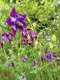 Semillas de aguileña morado oscuro – de herencia, no transgénicas, de alta germinación