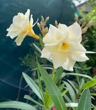 White Amphilophium Crucigerum Flower Seeds Heirloom Non-GMO High Germination Organic Garden Seeds