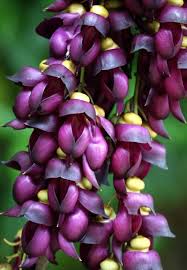 Strongylodon Flower Seeds Purple – Heirloom, Non-GMO, High Germination Organic Garden Seeds