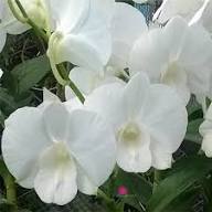 Phalaenopsis Flower Seeds for Planting – Heirloom, Non-GMO, High Germination Organic Garden Seeds