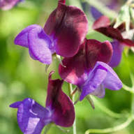 Sweet Pea Flower Seeds Heirloom Non-GMO High Germination Organic Garden Seeds