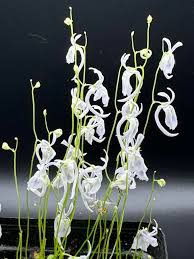 Utricularia Sandersonii Flower Seeds for Planting – Heirloom, Non-GMO, High Germination