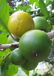 Borojo Seeds Heirloom Non-GMO High Germination Organic Garden Seeds for Planting