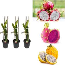 Mixed Dragon Fruit Seeds – Heirloom, Non-GMO, High Germination Organic Garden Seeds