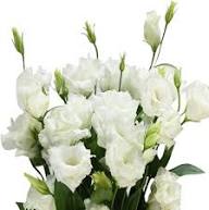 Lisianthus Flower Seeds Perennial – Heirloom Non-GMO High Germination