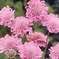 Scabious Flower Seeds for Planting – Heirloom, Non-GMO, High Germination Organic Garden Seeds