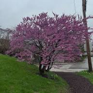 Pinke Judasbaum (Cercis Canadensis) Blumensamen – Alte Sorte, gentechnikfrei, keimstark, Bio-Gartensamen zum Pflanzen