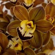 Brown Phalaenopsis Orchid Flower Seeds for Planting – Heirloom, Non-GMO, High Germination Organic Garden Seeds
