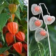 Orange Alkekengi Seeds for Planting – Heirloom Non-GMO High Germination Organic Garden Seeds