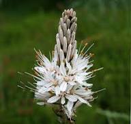 White Asphodelus Flower Seeds Heirloom Non-GMO High Germination Organic Garden Seeds