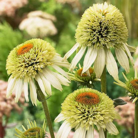 Coconut Lime Echinacea Purpurea Coneflower Flower Seeds for Planting | Heirloom Non-GMO