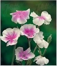 Pink White Lychnis Flower Seeds Heirloom Non-GMO High Germination Organic Garden Seeds for Planting