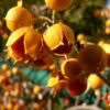 Celastrus Scandens Seeds Orange Heirloom Non-GMO High Germination Organic Garden Seeds for Planting