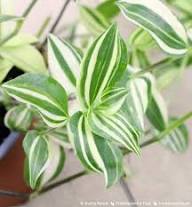 Tradescantia Seeds – Heirloom, Non-GMO, High Germination Organic Seeds