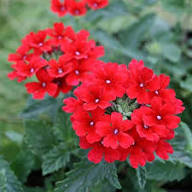 Verbena Hybrida Flower Seeds – Heirloom Non-GMO High Germination Organic Garden Seeds