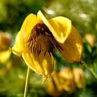 Yellow Tangutica Flower Seeds Heirloom Non-GMO High Germination Organic Garden Seeds