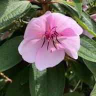 Tibouchina Flower Seeds Pink Heirloom Non-GMO High Germination Organic Garden Seeds