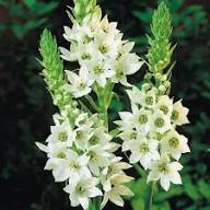 White Ornithogalum Saundersiae Flower Seeds Heirloom Non-GMO High Germination Organic Garden Seeds