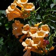 Yellow Campsis Radican Flower Seeds – Heirloom, Non-GMO, High Germination Organic Seeds