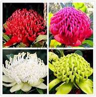 Red Waratah Flower Seeds Heirloom Non-GMO High Germination Organic Garden Seeds for Planting