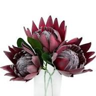 Red Protea Flower Seeds Heirloom Non-GMO High Germination Organic Garden Seeds for Planting