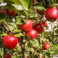Apple Seeds And Growing Heirloom Non-GMO High Germination Organic Garden Seeds for Planting
