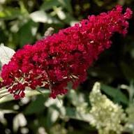 Red Buddleia Davidii Flower Seeds Heirloom Non-GMO High Germination Organic Garden Seeds for Planting