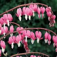 Rosa Dicentra Spectabilis Blumensamen – Historisch gentechnikfrei hohe Keimrate
