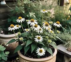 Cone Flower Seeds White for Planting – Heirloom Non-GMO High Germination Seeds
