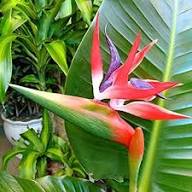 Strelitzia-Blumensamen Rot – Alte Sorte, gentechnikfrei, keimfähig, Bio-Gartensamen