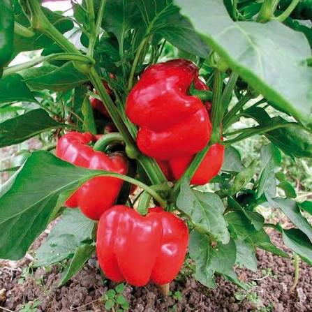 Olympus F1 Bell Pepper Seeds for Planting – Heirloom Non-GMO Garden Seeds to Grow at Home Naturally