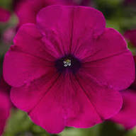 Purple Putina Flower Seeds Heirloom Non-GMO High Germination Organic Garden Seeds for Planting