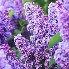 Purple Lilac Flower Seeds Heirloom Non-GMO High Germination Organic Garden Seeds for Planting
