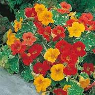 Red Tropaeolum Flower Seeds Heirloom Non-GMO High Germination Organic Garden Seeds for Planting